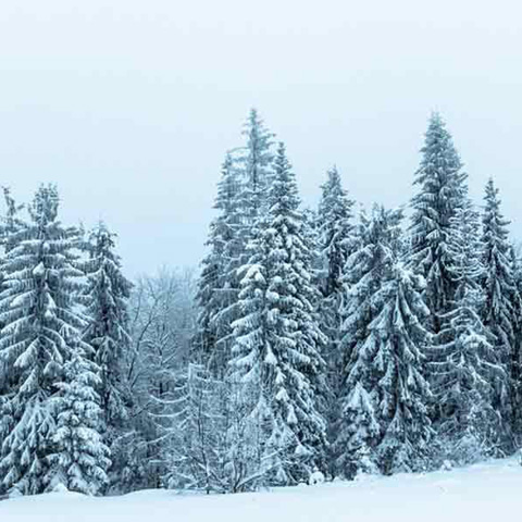 The Walter’s Family Christmas Show