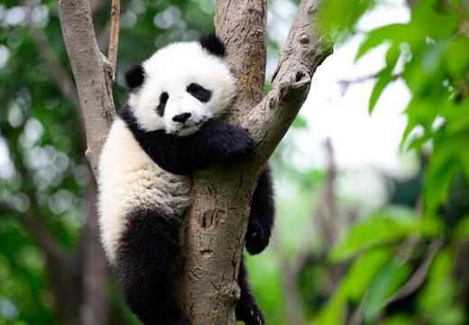 Panda at Toronto Zoo