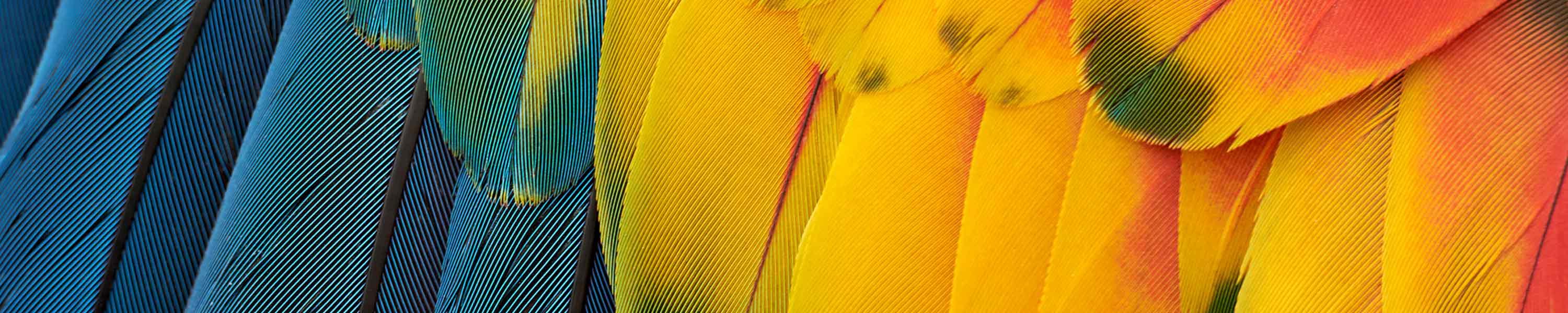 Parrot feathers