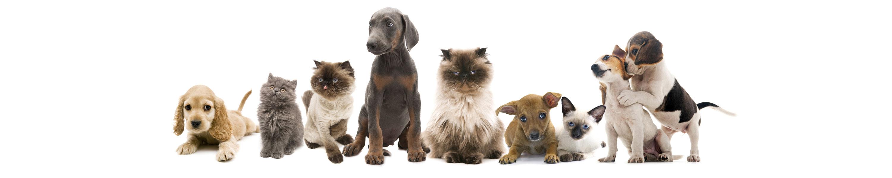 Puppies, cats and kittens