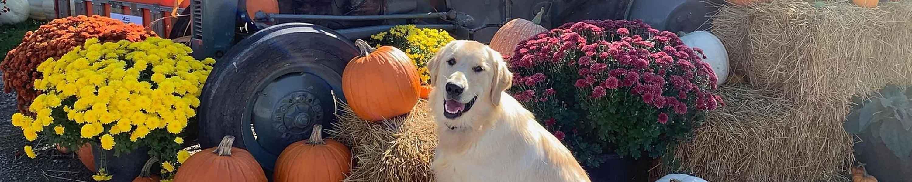 Howell's Pumpkin Farm