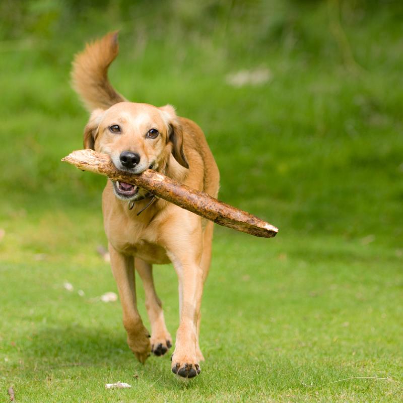 Dog fetching stick